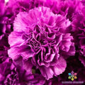 Purple Grenadin Carnation Seeds - 200+ Count for Garden Planting - Dianthus caryophyllus - USA Grown, Free Shipping