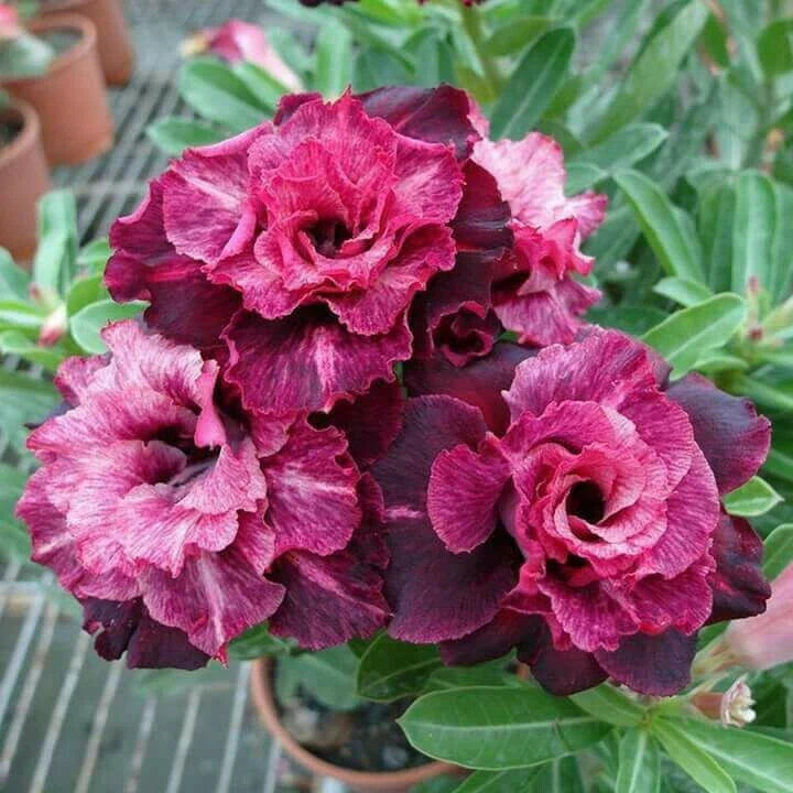 Magenta White Desert Rose Seeds - 4 Adenium Obesum Exotic Flower Seeds for Blooming Garden