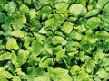 Culinary Spearmint Seeds - 200+ Organic Mentha spicata Seeds for Herb Garden - Free US Shipping