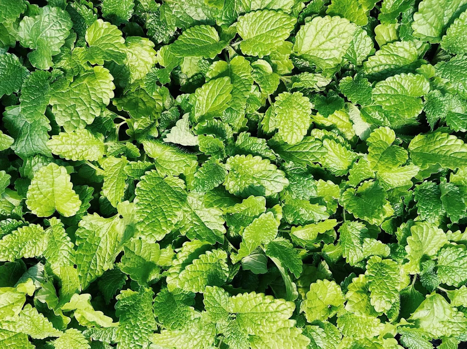 Culinary Spearmint Seeds - 200+ Organic Mentha spicata Seeds for Herb Garden - Free US Shipping