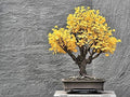Bonsai Ginkgo Biloba Tree Seeds - 5 Pack - Edible Leaves for Memory Enhancement - Ginkgo biloba
