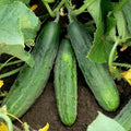 Cucumber Seeds - Spacemaster 80 Variety - Bush Type for Small Gardens & Container Planting - 2025