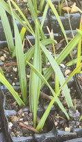 Sabal Palm Tree Sapling - Cabbage Palm, Texas Sabal, 2+ Year Old, Not Bare Root - Ideal for Landscaping, Sabal palmetto