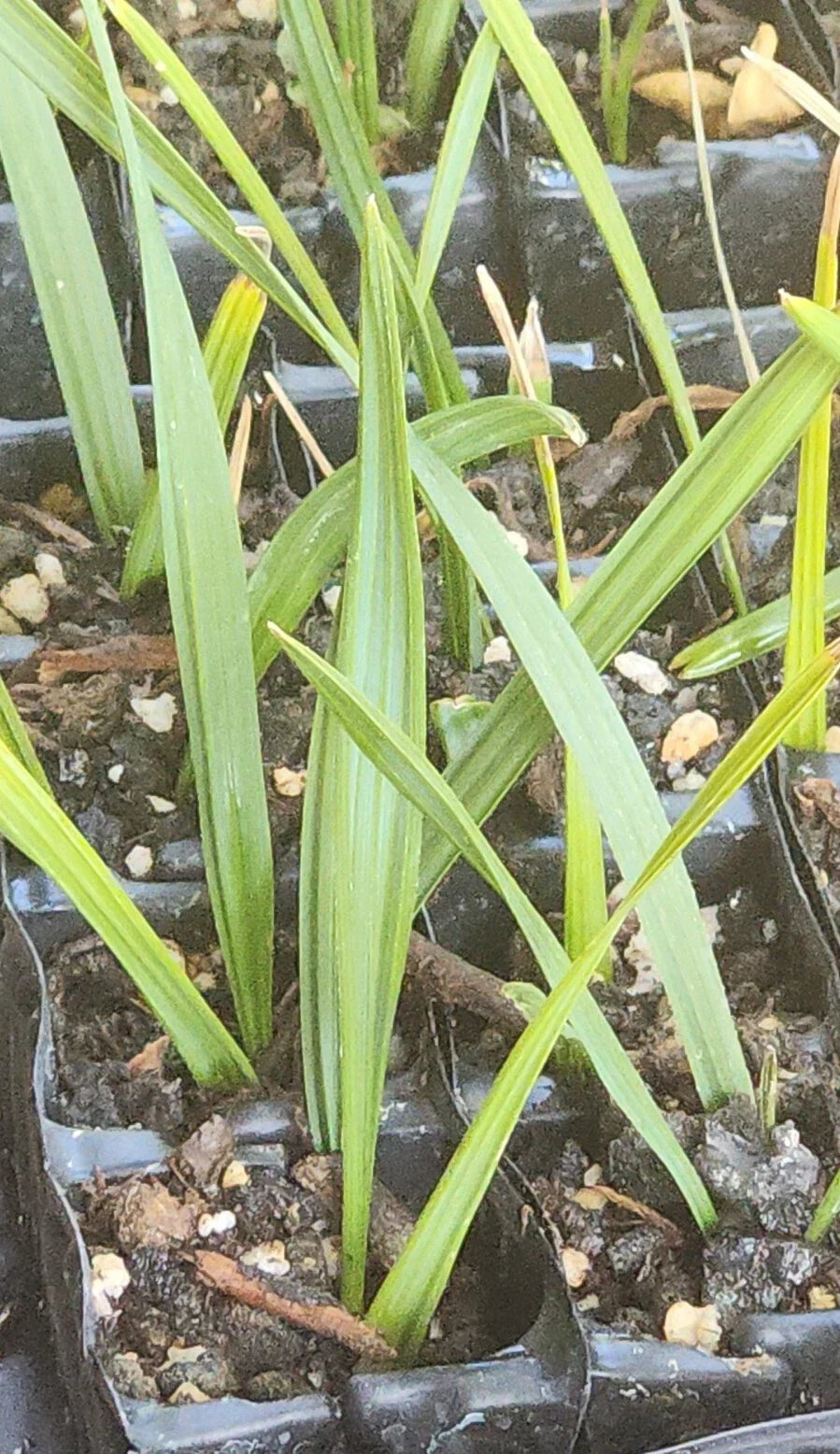 Sabal Palm Tree Sapling - Cabbage Palm, Texas Sabal, 2+ Year Old, Not Bare Root - Ideal for Landscaping, Sabal palmetto