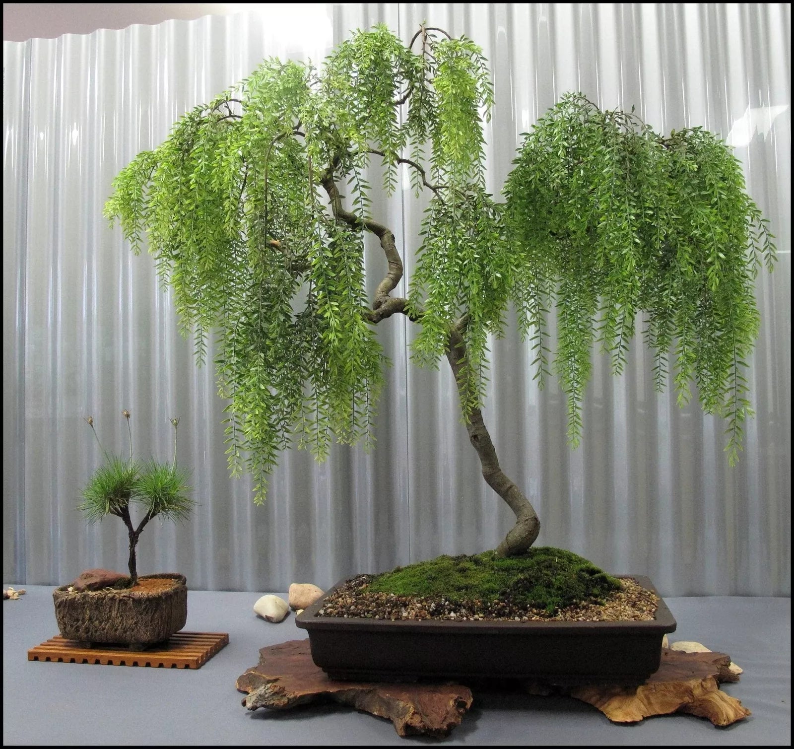 Live Dwarf Australian Weeping Willow Bonsai Tree - Fast Growing, Indoor/Outdoor - Salix babylonica 'Crispa'