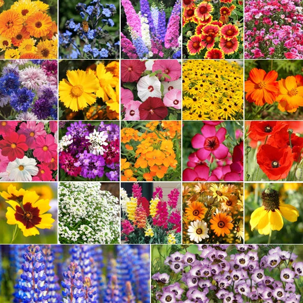 Pollinator Mix Flower Seeds - 22 Species Variety for Birds, Bees, Butterflies - Wildflower Seed Blend