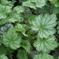 Heuchera Americana 'Dale's Strain' Coral Bells Bare Root Perennial Plant Silver-Blue Foliage Zone 4-7