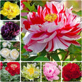 Peony Seeds - 15 Seeds - Mixed Colors - Ideal for Bonsai, Container, or Outdoor Garden - Paeonia spp.