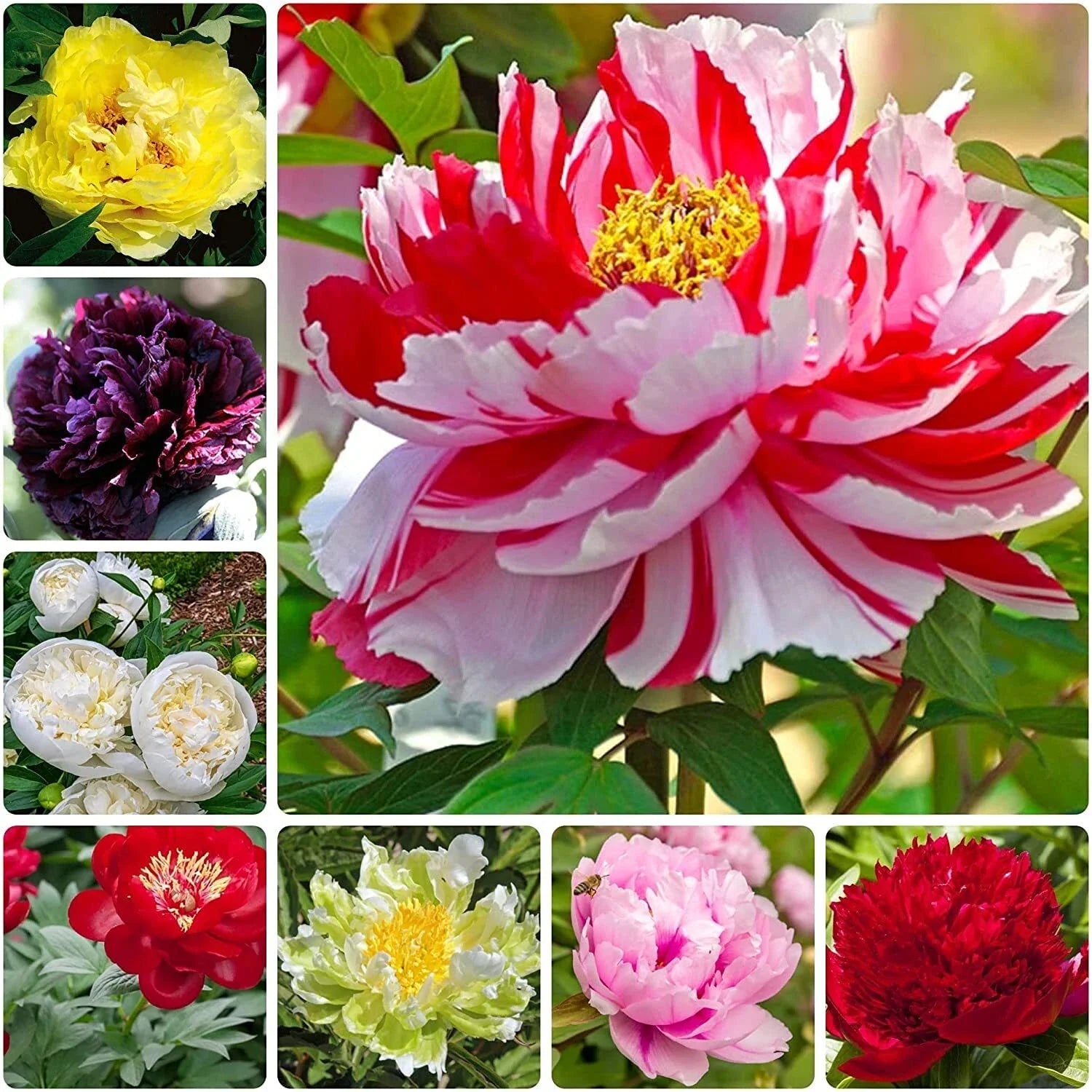 Peony Seeds - 15 Seeds - Mixed Colors - Ideal for Bonsai, Container, or Outdoor Garden - Paeonia spp.