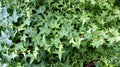 English Ivy Cuttings - 6 Inch Live Plant Cuttings - Easy to Grow Perennial (Hedera helix)