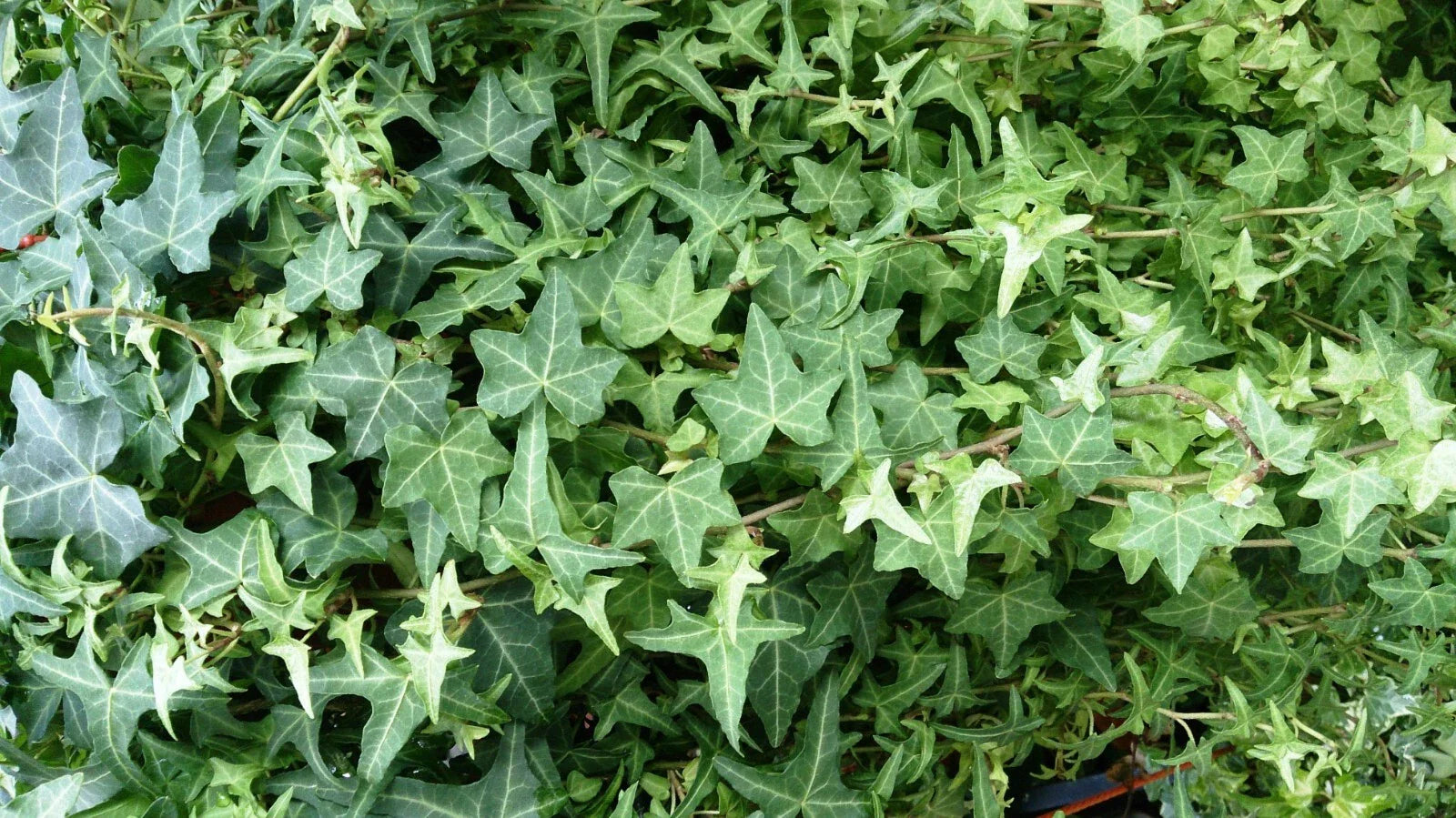 English Ivy Cuttings - 6 Inch Live Plant Cuttings - Easy to Grow Perennial (Hedera helix)