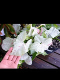 Syngonium Milk Confetti Cuttings - 2 Cuttings + Extras - Indoor Plant - Syngonium podophyllum