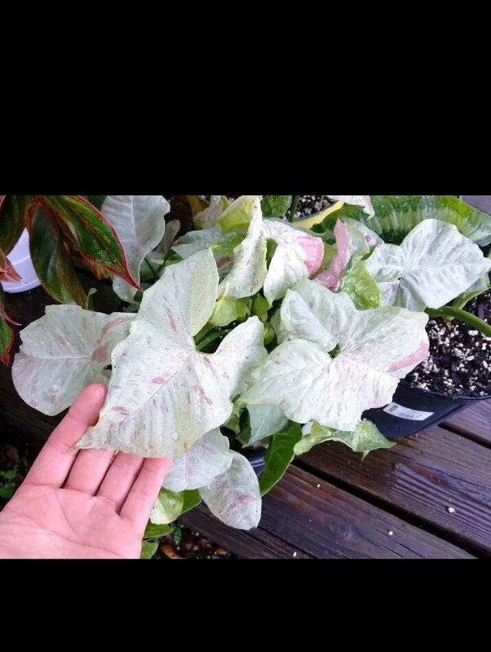 Syngonium Milk Confetti Cuttings - 2 Cuttings + Extras - Indoor Plant - Syngonium podophyllum