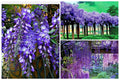 Wisteria Tree Seeds 20+ Pack, Fast Growing Flower Vine, Hardy Bonsai Plant, Wisteria sinensis