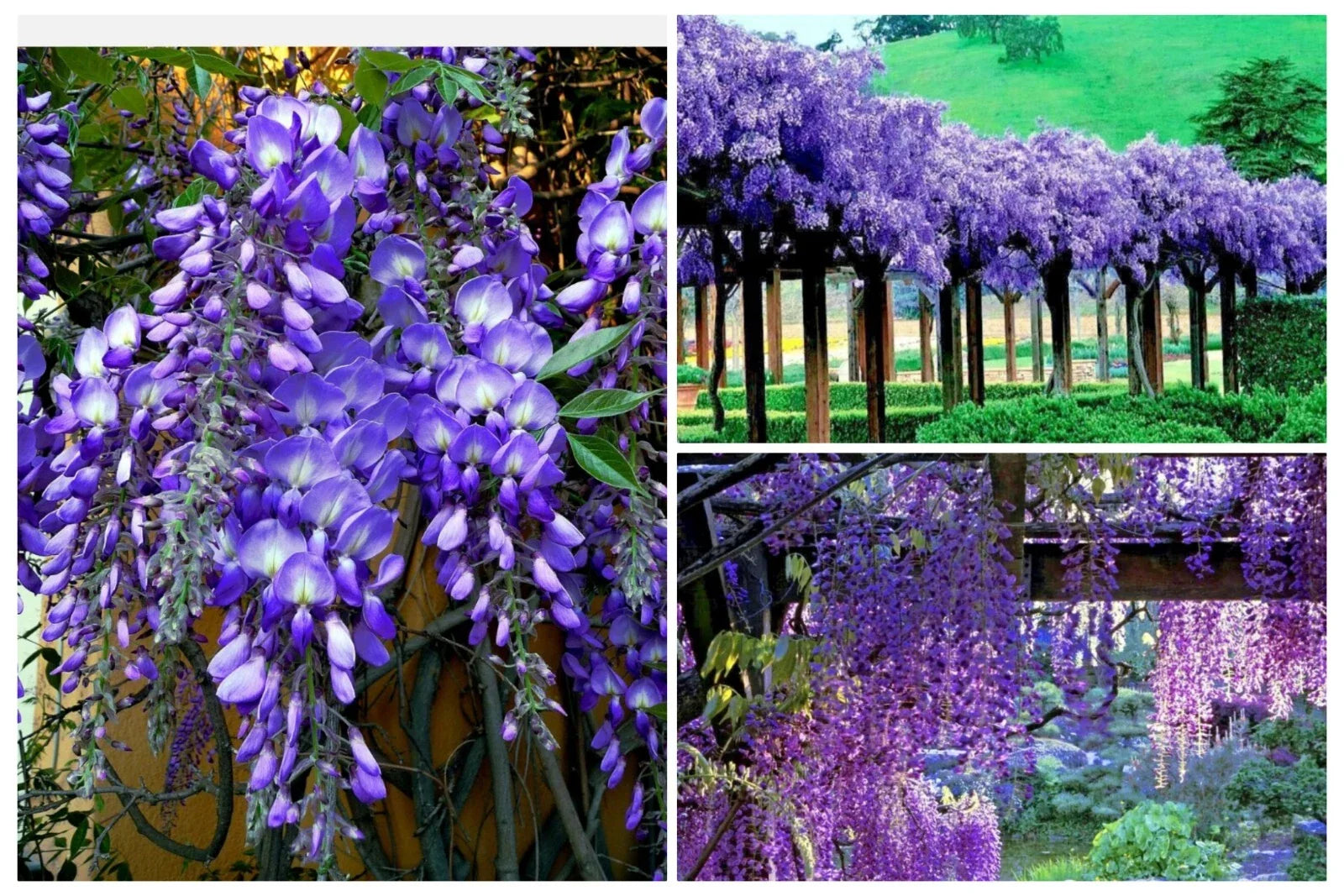 Wisteria Tree Seeds 20+ Pack, Fast Growing Flower Vine, Hardy Bonsai Plant, Wisteria sinensis