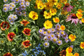 Bee Wildflower Mix Seeds - 100+ Colorful Mixture - 15 Species for Pollinators - Native Wildflowers