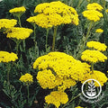 Yarrow Seeds - 100+ Seeds - Golden Eriophyllum confertiflorum - Medicinal Herb for Tea - Non-California Shipping