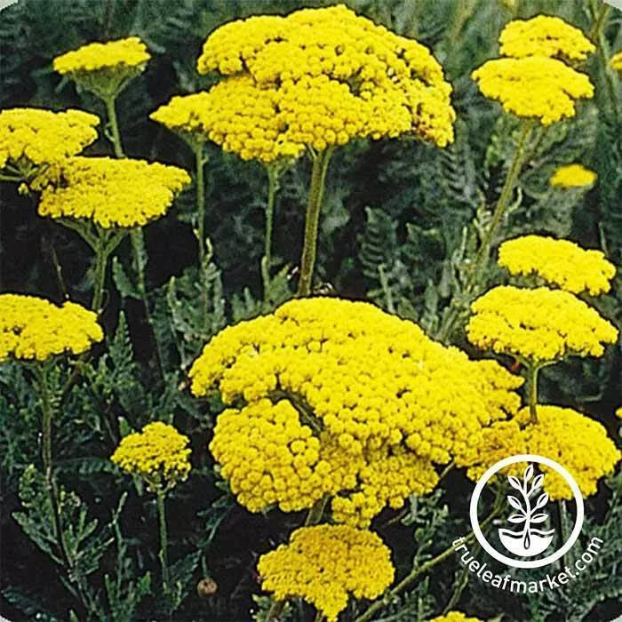 Yarrow Seeds - 100+ Seeds - Golden Eriophyllum confertiflorum - Medicinal Herb for Tea - Non-California Shipping