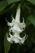Triple White Angel Trumpet Seeds - Brugmansia Datura - 10 Flower Seeds for Garden Planting