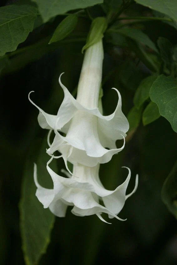 Triple White Angel Trumpet Seeds - Brugmansia Datura - 10 Flower Seeds for Garden Planting