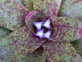 Neoregelia GUINEA Bromeliad Plant - Medium Tropical Houseplant - Indoor Greenery for Home Decor