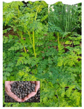Organic Moringa 100 Seeds - Malunggay Variety - Moringa oleifera - USA Seller