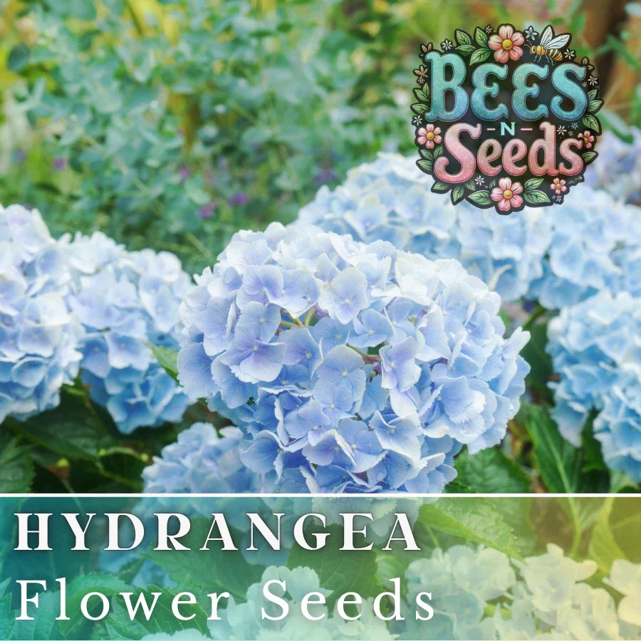 Frostbite Hydrangea Seeds - 85 or 250 Non-GMO Flower Seeds - Hydrangea macrophylla