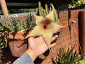 Giant Starfish Flower Plant - Live Rooted Stapelia gigantea - Unique Carrion Flower from Texas