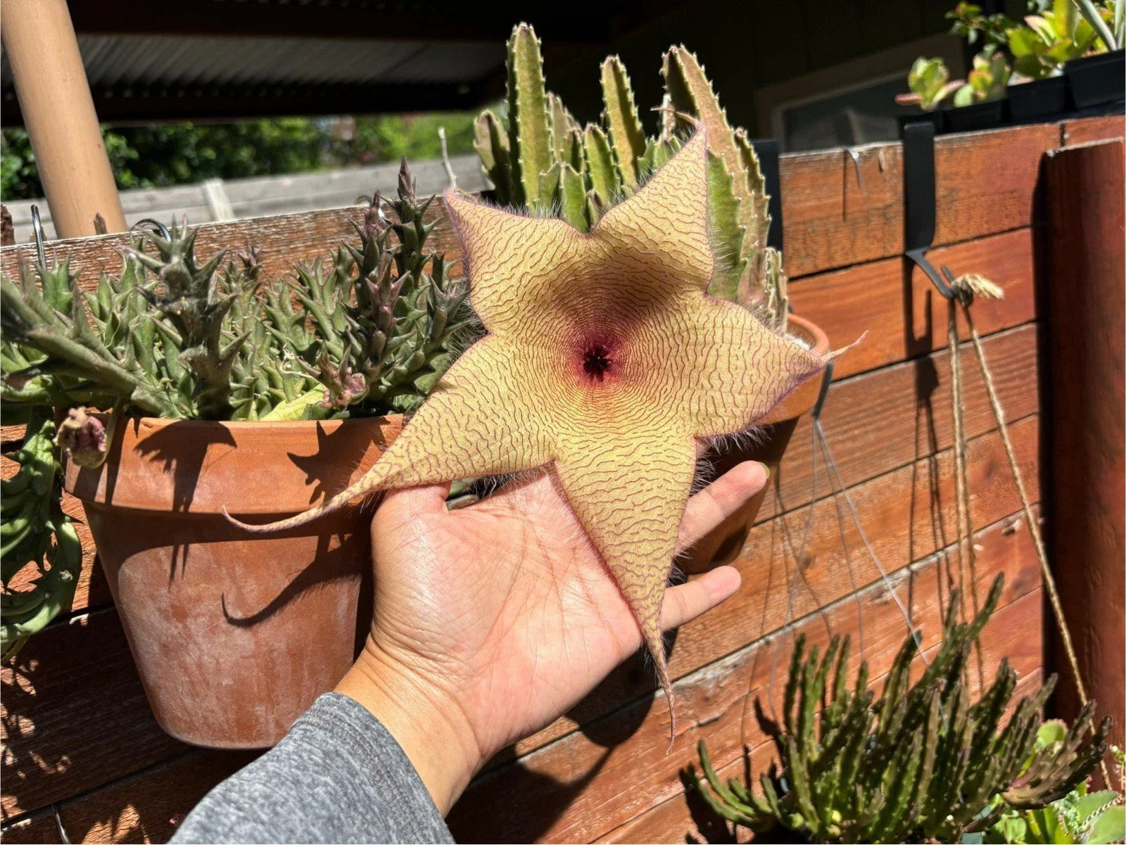 Giant Starfish Flower Plant - Live Rooted Stapelia gigantea - Unique Carrion Flower from Texas