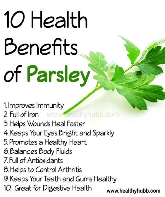 Forest Green Parsley Seeds - 500 Open Pollinated Non-GMO - Petroselinum crispum