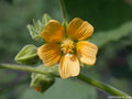 Velvetleaf Seeds for Planting - 35 Seeds - Abutilon theophrasti - Colorful Ornamental Plant Seeds