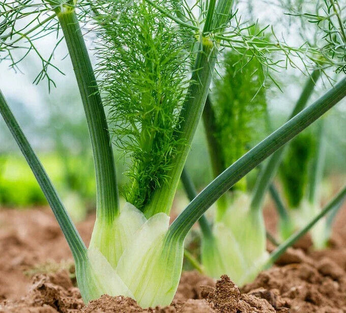 Fennel Seeds 200+ Culinary Herb Seeds for Garden, Florence Variety, Attracts Butterflies & Bees, Free Shipping