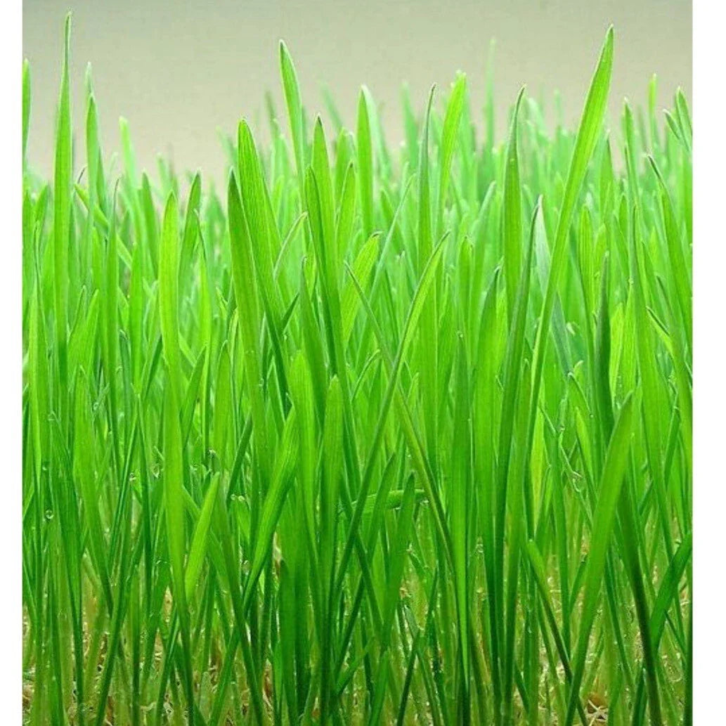 Cat Grass Seeds - 2300+ Heirloom Organic Red Wheat Seeds - Natural Cat Grass for Indoor Cats - Free Shipping