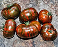 Chocolate Stripe Tomato Seeds - 120+ Heirloom Organic Non-GMO - Rare Variety