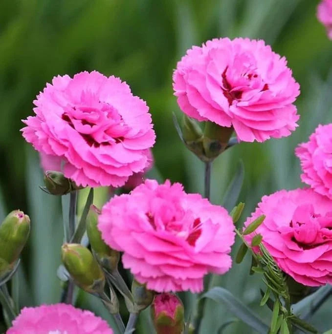Dianthus Firefly Plug Plant - Well-Rooted Magenta-Red Starter Plant - Dianthus 'Firefly' - Perennial Garden Flower