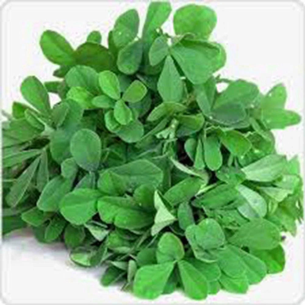 Fenugreek Herb Seeds - Heirloom, 50+ Seeds, Healthy and Tasty Herb, Trigonella foenum-graecum