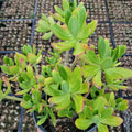 Sedum Praealtum Live Plant - Green Apple Snap Succulent - 6 Inches - Bare Roots