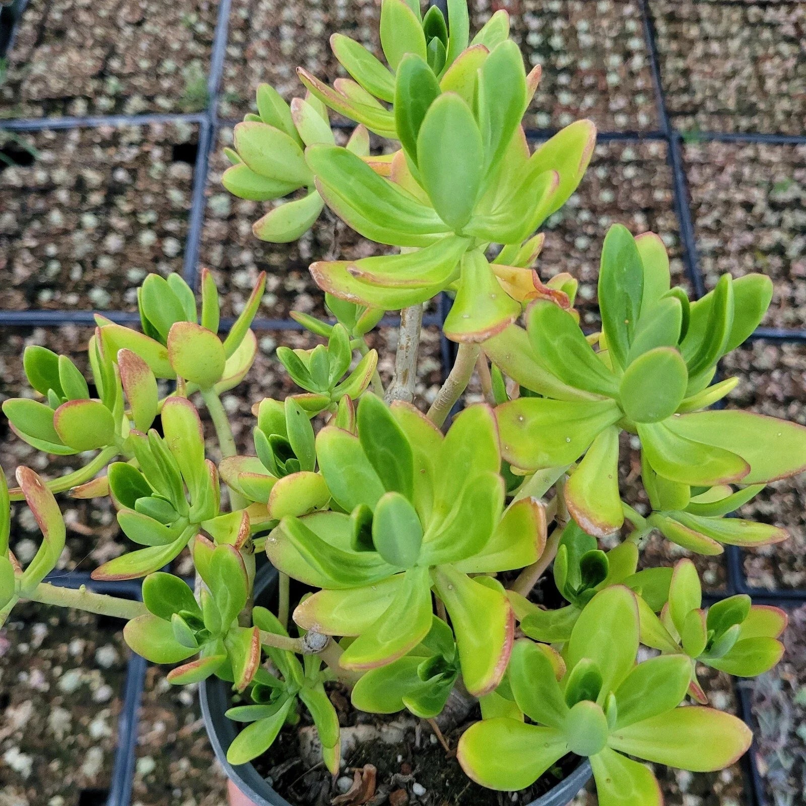 Sedum Praealtum Live Plant - Green Apple Snap Succulent - 6 Inches - Bare Roots