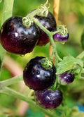European Black Cherry Tomato Seeds - 10+ Heirloom, Non-GMO, Sweet, Rare - Solanum lycopersicum