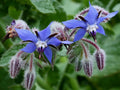 Borage Herb Seeds - 1000+ Heirloom Non-GMO Pest Repellent Seeds - Borago officinalis