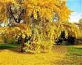 Ginkgo Biloba Seeds - 5+ Fresh Maidenhair Tree Seeds for Landscape or Bonsai - Ginkgo biloba