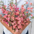 Clarkia Mountain Garland Seeds, Salmon Color, 100 Count, Godetia for Winter or Spring Sowing