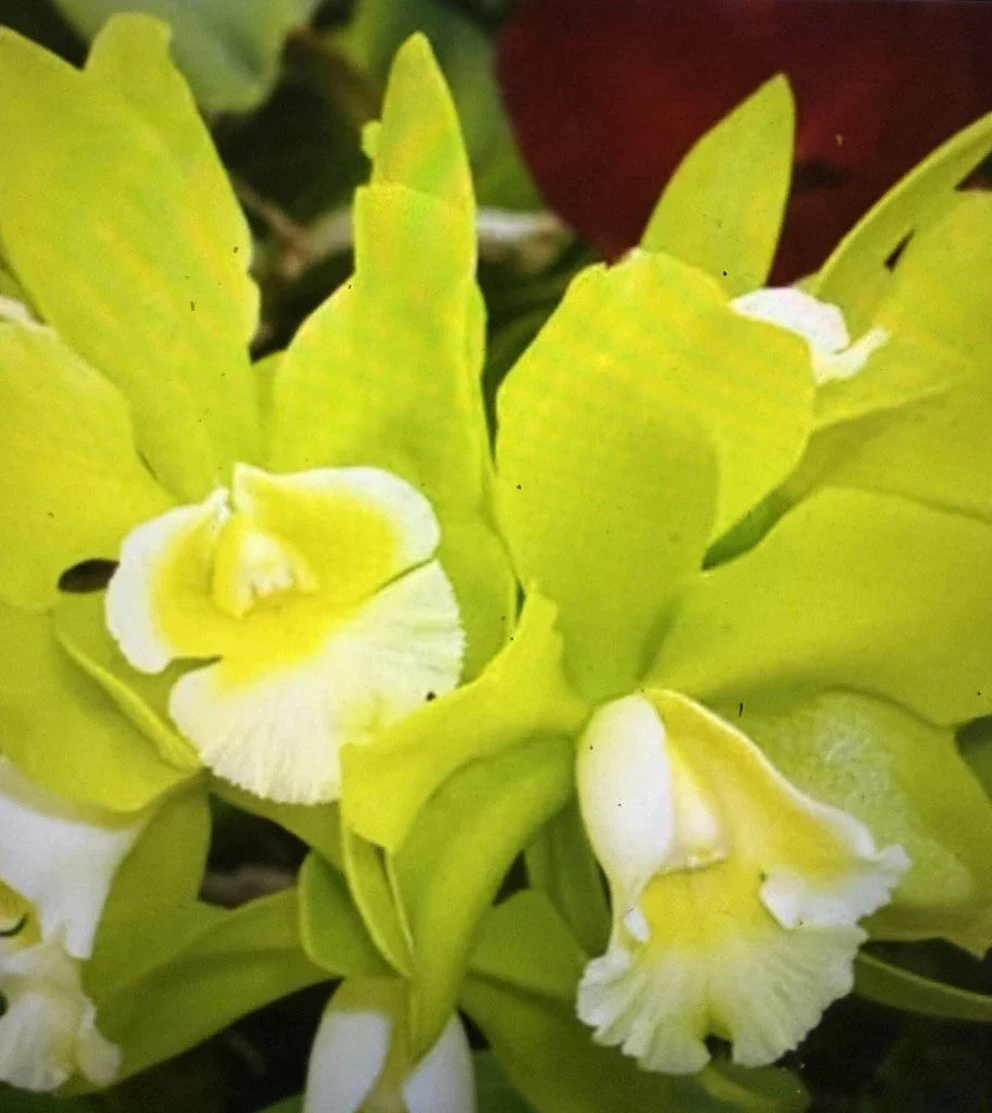 Orchid Seedling Bare Root Hawaiian Passion Camela - Exotic Flowering Plant (No Pot)
