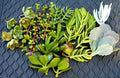 Easy Succulent Cuttings - 20+ Mixed Varieties - Includes Care Instructions - Perfect for Home Gardening (Various Species)