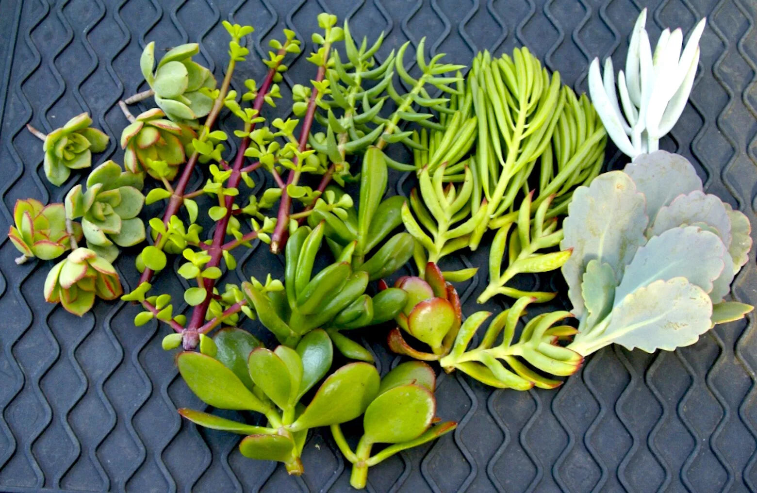 Easy Succulent Cuttings - 20+ Mixed Varieties - Includes Care Instructions - Perfect for Home Gardening (Various Species)