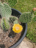 Cold Hardy Cactus Cuttings - Live Opuntia Cactus Plant - Drought-Tolerant Succulent for Gardens