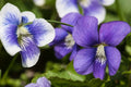 Wild Violets Live Plants 20+ with Roots - Viola spp. Ready to Plant Ground Cover, Purple Flowers, Perennial Garden Flora