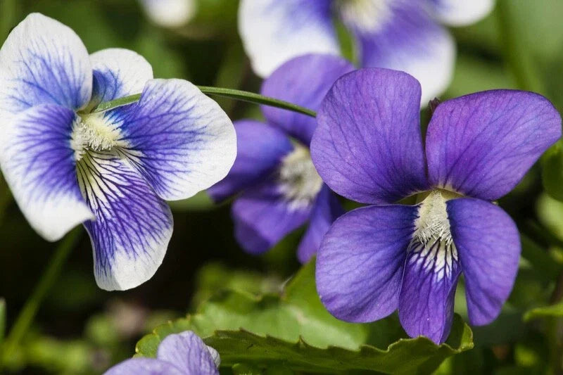 Wild Violets Live Plants 20+ with Roots - Viola spp. Ready to Plant Ground Cover, Purple Flowers, Perennial Garden Flora