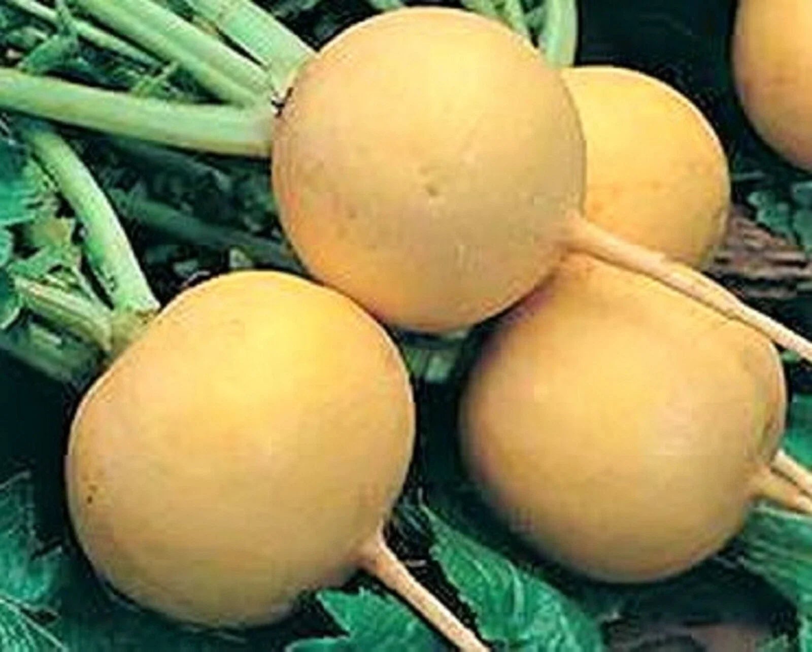 Golden Ball Turnip Seeds - 500+ Non-GMO Seeds for Planting - Brassica rapa subsp. rapa