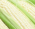 Sweet Corn Seeds - Illusion Variety - Fresh Non-GMO Seeds - Zea mays